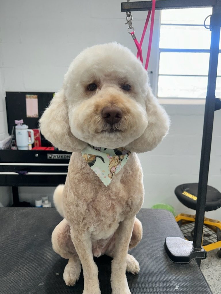 Freshly groomed goldendoodle at Apple Blossom Grooming in west Little Rock, AR